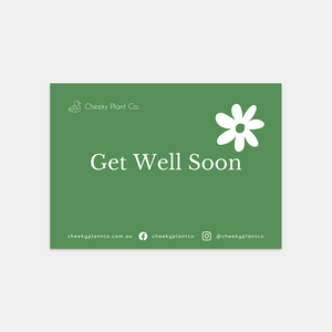 Get Well Soon Gift - Succulent & Chocolate - Sydney Only