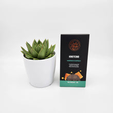 Load image into Gallery viewer, Get Well Soon Gift - Succulent &amp; Chocolate - Sydney Only
