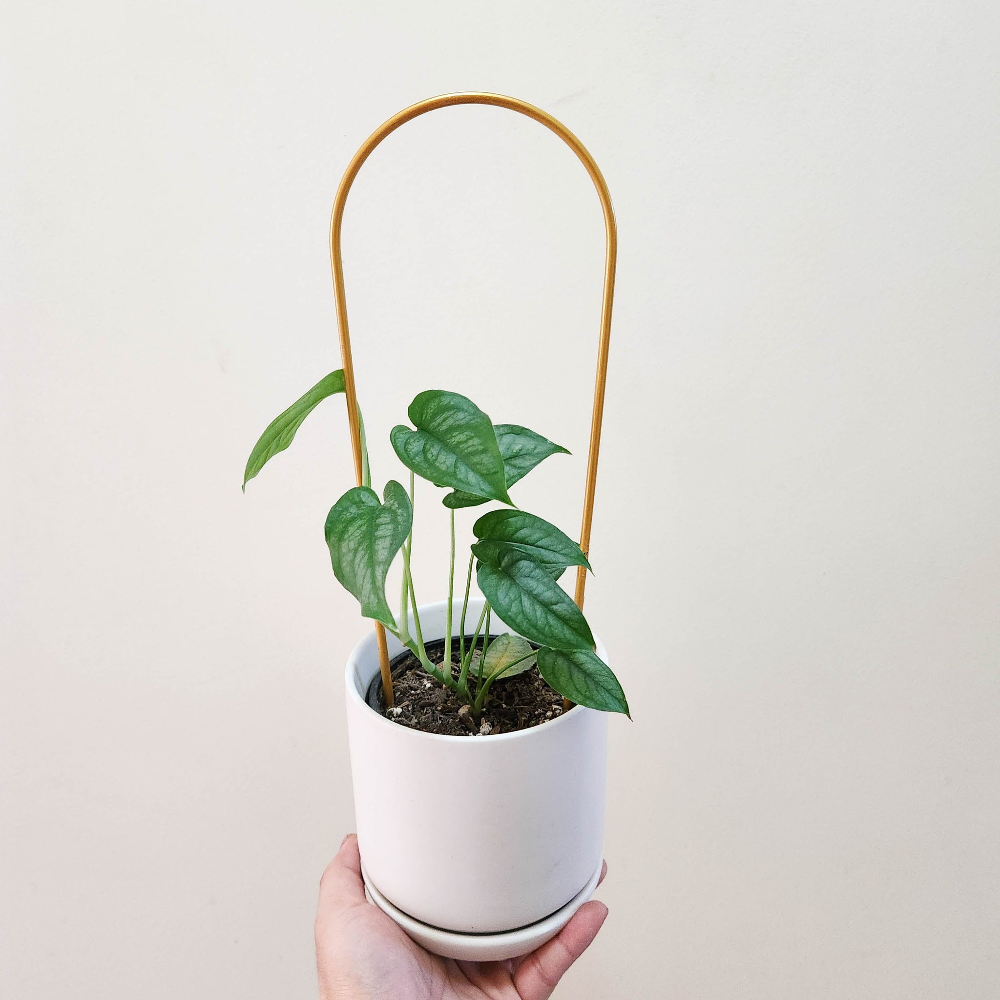 hoop trellis for potted plants Gold Arch Plant Trellis (10x34cmH)