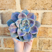 Load image into Gallery viewer, Graptopetalum Purple Delight - 105mm
