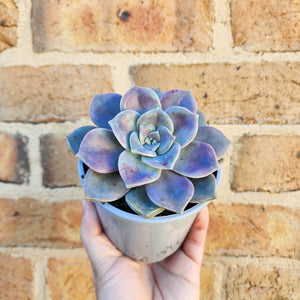 Graptopetalum Purple Delight - 105mm