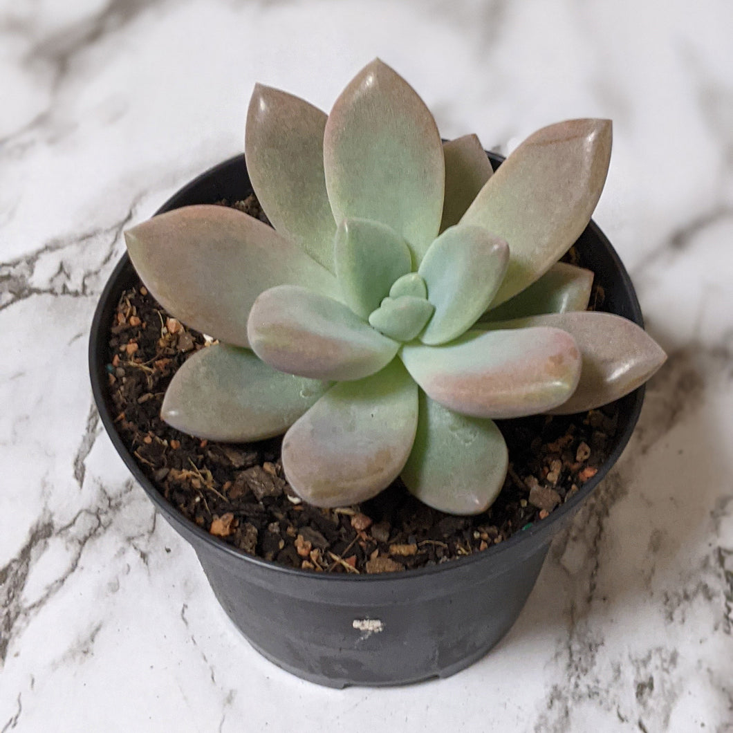 Graptoveria Opalina - 90mm