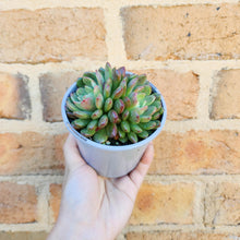 Load image into Gallery viewer, Graptoveria Pink Ruby - 105mm
