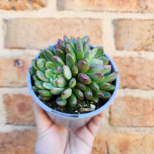 Load image into Gallery viewer, Graptoveria Pink Ruby - 105mm
