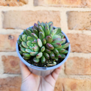Graptoveria Pink Ruby - 105mm