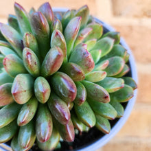 Load image into Gallery viewer, Graptoveria Pink Ruby - 105mm
