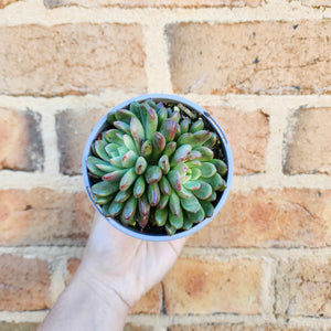 Graptoveria Pink Ruby - 105mm