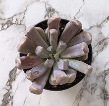 Load image into Gallery viewer, Graptoveria Topsy Debbie / Lilac Spoons - 90mm
