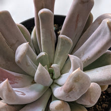 Load image into Gallery viewer, Graptoveria Topsy Debbie / Lilac Spoons - 90mm
