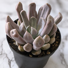 Load image into Gallery viewer, Graptoveria Topsy Debbie / Lilac Spoons - 90mm
