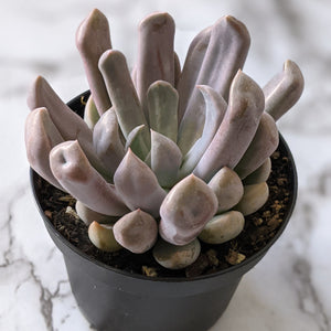 Graptoveria Topsy Debbie / Lilac Spoons - 90mm