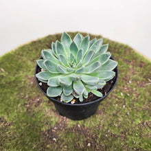 Load image into Gallery viewer, Graptoveria Winds of Change - 90mm
