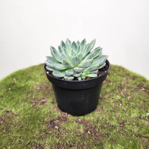 Graptoveria Winds of Change - 90mm