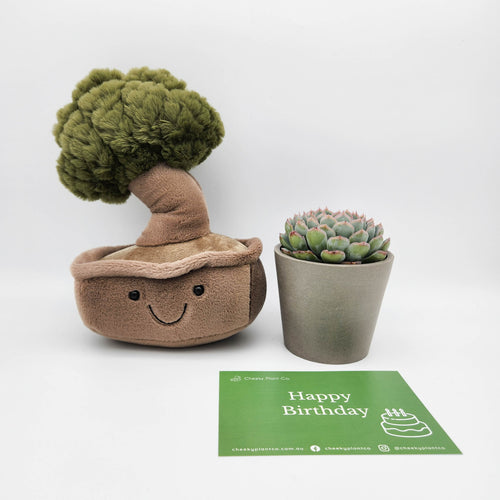 Happy Birthday - Bonsai Plushie & Succulent Gift Box
