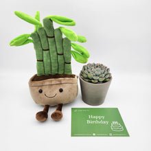 Load image into Gallery viewer, Happy Birthday - Lucky Bamboo Plushie &amp; Succulent Gift Box
