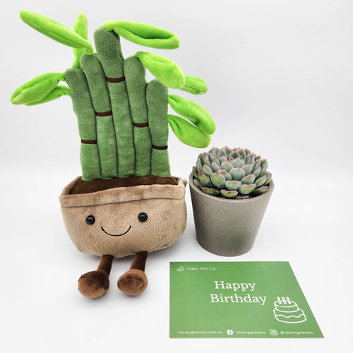 Happy Birthday - Lucky Bamboo Plushie & Succulent Gift Box