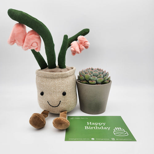 Happy Birthday - Pink Lily Plushie & Succulent Gift Box