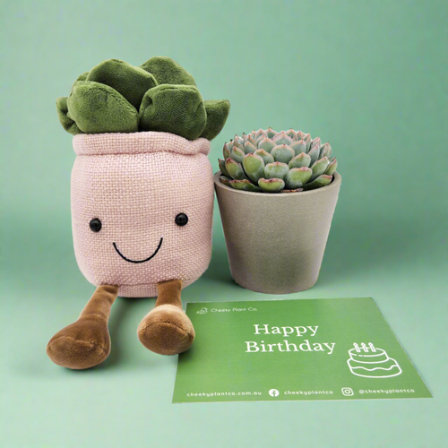 Happy Birthday - Plant Plushie in Pink & Succulent Gift Box