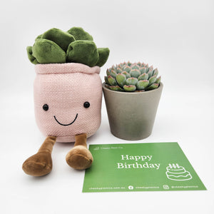 Happy Birthday - Plant Plushie in Pink & Succulent Gift Box