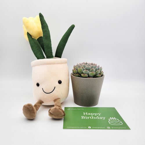 Happy Birthday - Yellow Tulip Plushie & Succulent Gift Box