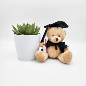Happy Graduation Bear & Succulent Gift - Sydney Only