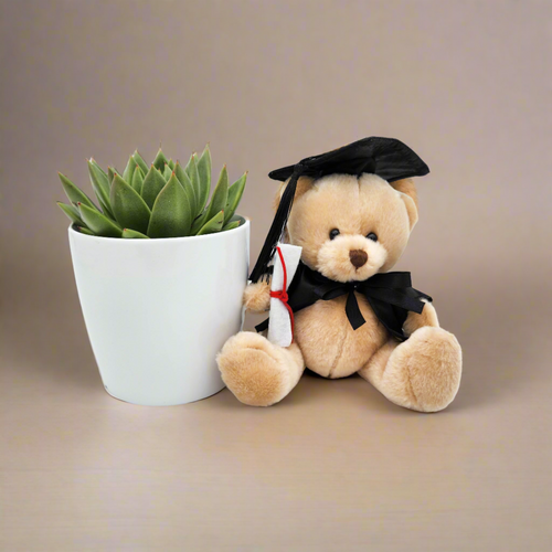 Happy Graduation Bear & Succulent Gift - Sydney Only