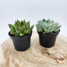 Load image into Gallery viewer, Hard to Kill Succulent Plants Pack

