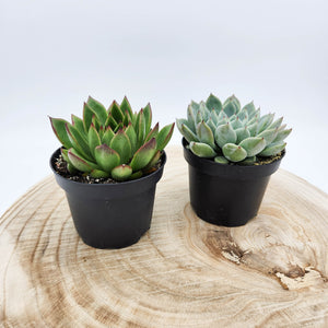 Hard to Kill Succulent Plants Pack - Sydney Only