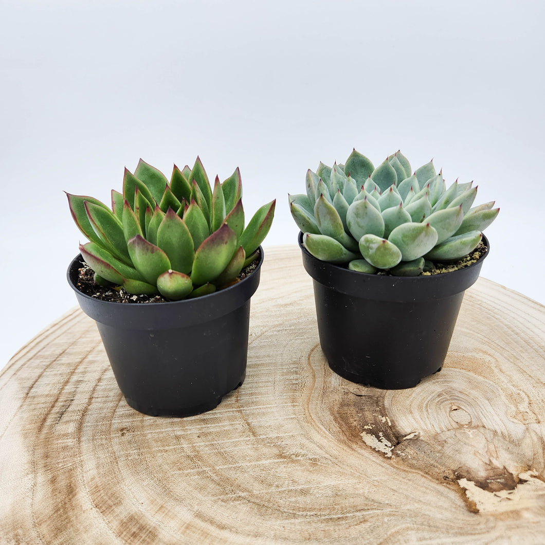 Hard to Kill Succulent Plants Pack - Sydney Only