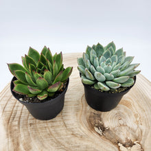 Load image into Gallery viewer, Hard to Kill Succulent Plants Pack
