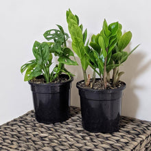 Load image into Gallery viewer, Hard to Kill Too Plants Pack - Sydney Only
