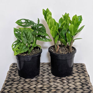 Hard to Kill Too Plants Pack - Sydney Only