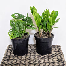 Load image into Gallery viewer, Hard to Kill Too Plants Pack - Sydney Only
