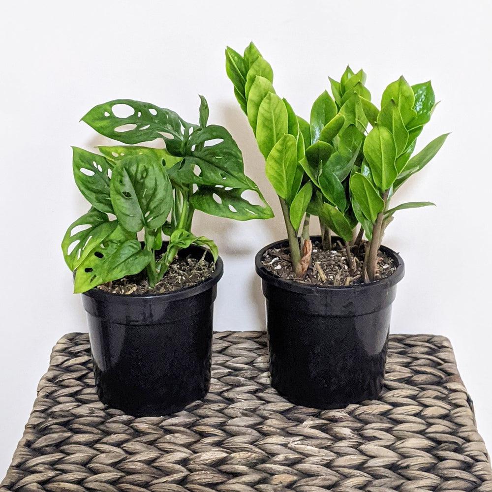 Hard to Kill Too Plants Pack - Sydney Only