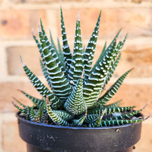 Load image into Gallery viewer, Haworthia Attenuata - 90mm
