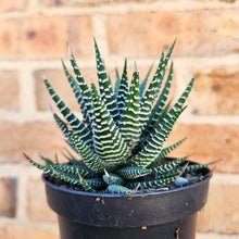 Load image into Gallery viewer, Haworthia Attenuata - 90mm
