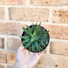 Load image into Gallery viewer, Haworthia Attenuata - 90mm
