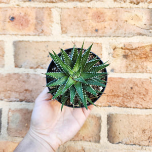 Haworthia Attenuata - 90mm