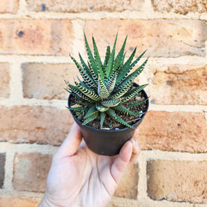 Haworthia Attenuata - 90mm