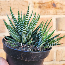 Load image into Gallery viewer, Haworthia Attenuata - 90mm
