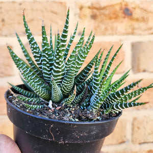 Haworthia Attenuata - 90mm