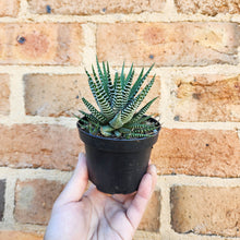 Load image into Gallery viewer, Haworthia Attenuata - 90mm
