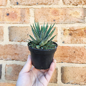 Haworthia Attenuata - 90mm