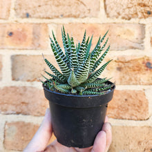 Load image into Gallery viewer, Haworthia Attenuata - 90mm
