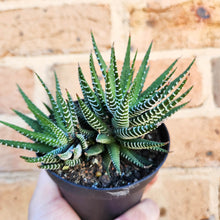 Load image into Gallery viewer, Haworthia Attenuata - 90mm
