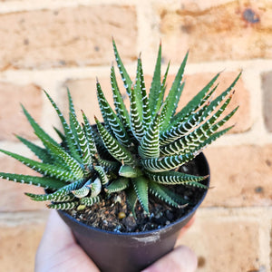 Haworthia Attenuata - 90mm