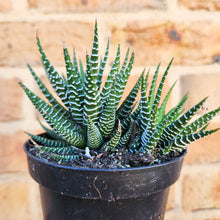 Load image into Gallery viewer, Haworthia Attenuata - 90mm
