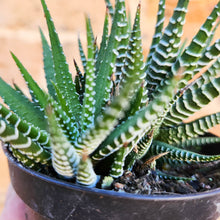 Load image into Gallery viewer, Haworthia Attenuata - 90mm
