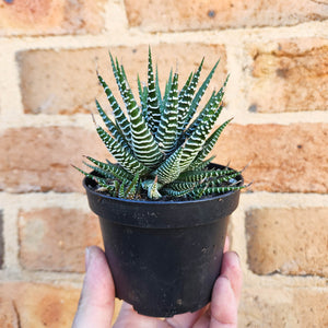 Haworthia Attenuata - 90mm