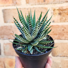 Load image into Gallery viewer, Haworthia Attenuata - 90mm
